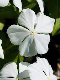 Perfect to show your florist. 20 Types Of White Flowers For Your Garden Hgtv