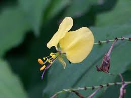 Image result for Aneilema