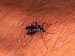 In general, mosquito repellents work by interfering with the female mosquito's ability to detect the environmental cues that she uses to find a host. Spraying Your Yard For Mosquitoes Diy Pest Control