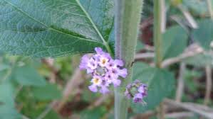 Image result for Lippia plicata