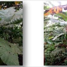 Image result for Vernonia conferta