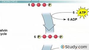 Dark Reactions Of Photosynthesis The Calvin Benson Cycle