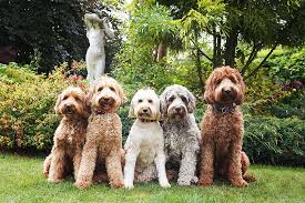 They grow up listening to music, lawn mowers, vacuum cleaners, telephones ringing and children. Blakeswood Australian Doodles Breeders Of Australian Doodles