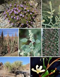 Image result for Afrobrunnichia erecta