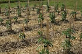 How to make a raised row garden. How To Create A Raised Row Garden This Fall For A Great Garden Next