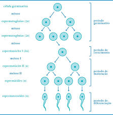 O Espermatozoide E O Espermograma Ipgo