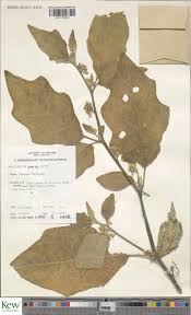 Image result for Solanum anguivi