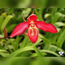 Orchideengarten In Dahlenburg On Instagram Phragmipedium Sargentianum X Bessea Orchids Orchidee Orchideen Orchideengar Orchideen Garten Orchideen Garten