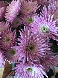 Pin By Clarinda Harting On Bloemen Beautiful Flowers All Flowers Love Flowers