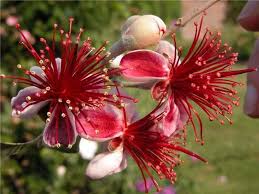Image result for Myrtaceae