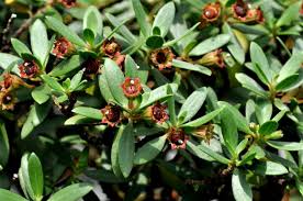 Image result for Pemphis