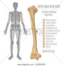We'll go over the bones, joints, muscles, nerves, and blood vessels that make up the human arm. Male Upper Arm Bone Vector Photo Free Trial Bigstock