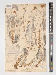 Image result for Rhynchospora rubra