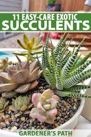 11 Best Easy Care Exotic Succulents To Grow At Home Gardener S Path