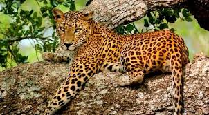 25 gambar flora dan fauna endemik negara asia tenggara trend masa kini. Gambar Fauna Picture Idokeren