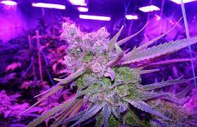 I really had to regulate the light to keep the stretch under wraps. Why You Should Grow Cannabis With Led Lights Cannabis Now