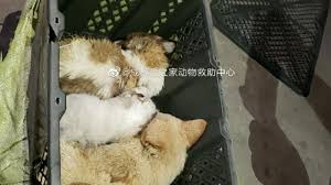 Search by zip code to meet available cats in your area. Mystery Boxes In China Found With Suffocating Puppies Kittens Inside