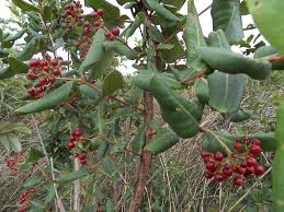 Image result for Psorospermum febrifugum
