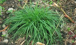 Image result for Lolium