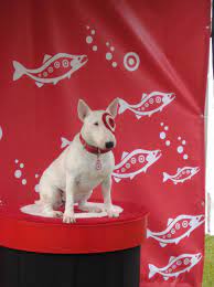 the target dog english bull terriers bully terrier bull terrier
