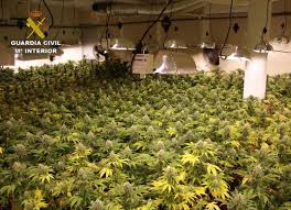 Maybe you would like to learn more about one of these? Murcia Today Span Style Color 780948 Archived Span Huge Cannabis Plantation In Underground Bunker In Los Martinez Del Puerto