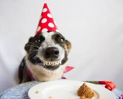 Birthday Cake Happy Birthday Meme Funny For Her How To Make A Dog Birthday Cake Happy Birthday Dog Meme Dog Birthday Wishes Birthday Meme Dog