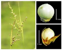 Image result for Ascolepis densa