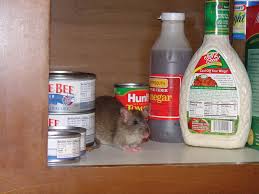 If drainage pipes are not properly sealed, mice may enter homes through sink or bathtub drains. How To Identify Rat Infestations Get Rid Of Rats Orkin