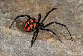Black And White Jumping Spider Texas Mediterranean Black Widow Spider Spider Species Dangerous Spiders