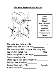 Chapter 16 Lesson 2 The Male Reproductive System