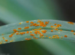 Un remède de la médecine alternative. Rouille Maladie Des Plantes