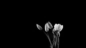 Floral stylish modern wallpaper with summer or spring flowers. Hd Wallpaper Flowers Tulip Black And White Wallpaper Flare