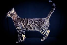 As a bengal cat breeder my aim is to breed bengal kittens of excellent type and to have wonderful temperaments. Bengal Kittens Near Me Licensed Bengal Breeder Colorado