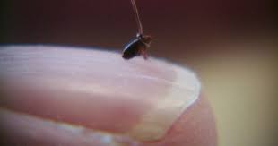 Pin On Cleaning