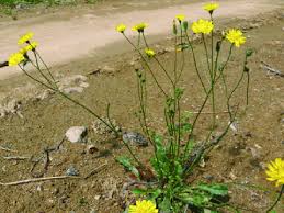 Image result for Crepis