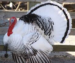 Guinea Fowl Birds That Look Like Turkeys Royal Palm Turkey Meleagris Gallopavo Turkey Breeds Heritage Breeds Animals Beautiful