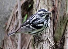 Black And White Birds In Georgia Black And White Warbler Photo Black And White Bird Life List Birds