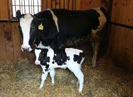 More images for how long are cows pregnant » Is It Legal To Slaughter A Pregnant Cow And Other Cow Questions Answered Nj Com