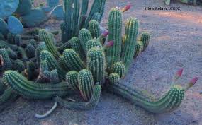 It is native to the sonoran some specimens may live for more than 150 years; Las Aventuras Argentine Giant Cactus