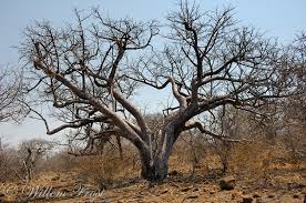 Image result for Sterculia africana