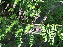 Image result for Indigofera hewittii