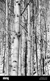 Black White View Of Aspen Trees In Winter Snow Near Monarch Pass Chaffee County Colorado Usa Stock Photo Alamy