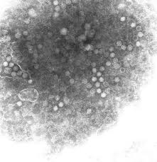 Each culture belongs to a culture group, which represents a group of cultures with similar ancestry. Dengue 2 Virus Infected Mosquito Cell Culture Tem Download Scientific Diagram