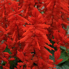 Salvia Plug Plants Salvia Vista Red Tray Of 40 Plants Brookside Nursery