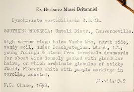 Image result for Dyschoriste trichocalyx