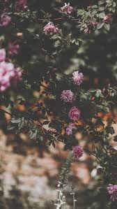 Check spelling or type a new query. 29 Romantic Roses Iphone X Wallpapers Preppy Wallpapers
