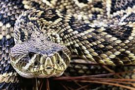 Pin On Reptiles And Amphibians