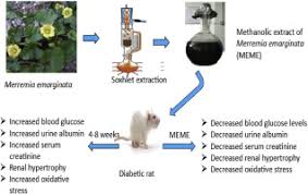 Image result for Merremia emarginata