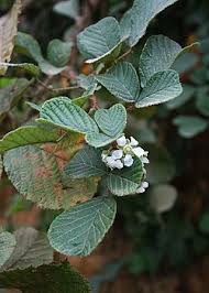 Image result for Rubus ellipticus