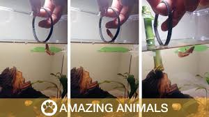 Maybe you would like to learn more about one of these? Goldfish Jumps Through Hoop Youtube